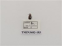 藏品(鞘翅目(2))的圖片